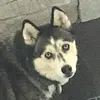 Lucy Cahoon the Siberian Husky - @the.lucycahoon - TikTok