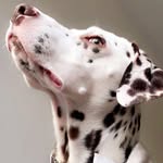 Winifred Lucy Carmichael - @winnie_thedalmationpup - Instagram