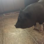 Lucy Goosey Carver - @lucygooseycarver - Instagram