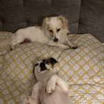 Casper & Lucy - @casper_lucy_kose - Instagram