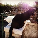 Casper & Lucy - @casperandlucy - Instagram