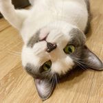 Lucy - Casper - @the__meow__siblings - Instagram