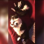 lucy&Casper💓 - @lucycats10 - Instagram