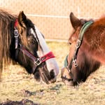 IrishCob.Lucy.Cesar - @irishcob.lucy.cesar - Instagram