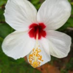 Lucy Chai - @lucychai2 - Instagram