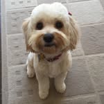 Lucy the Mischievous Cavoodle - @lucy_cheekychops - Instagram