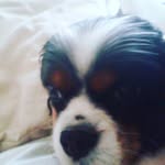 lucy rose chisholm - @lucyrosechisholm - Instagram