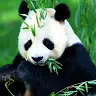 LUCY CHIU - @lucychiu96 - TikTok