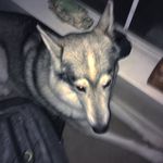 Lucy_the_wolf❤️ - @lucy_cleaver_the_wolf - Instagram