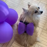 Coco & Lucy - @coco.lucy.belfi - Instagram