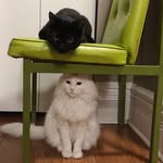 Lucy + Coco - @lucyyandcoco - Instagram