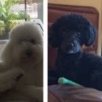 Lucy And Coco - @lucy.__coco - Instagram