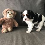 Lucy Coco - @lucy_coco_cavalier - Instagram