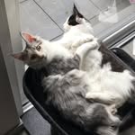 Lucy&Coco - @mainecoon_crazy_cats - Instagram