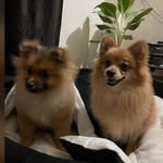Pomeranianworld~ - @lucycocoworld - Instagram