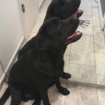 Cody & Lucy - @labracodylucy - Instagram