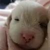 DOG TIKTOK🐕🐕🐕🐶🐾🐾💖💖 - @lucy_cody12 - TikTok