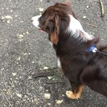 Gambit,lucy,cody - @gambit732 - Instagram