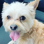Lucy, Cody & Ovi - @thethreefloofies - Instagram