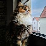 Lucy, Nala & Cody - @fluffypets_lu - Instagram