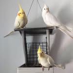 🩷Lucy 🩵Pikachu 🩵Cody - @lucythebirdx - Instagram