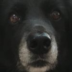 Lucy Border Collier - @lucybordercollier - Instagram