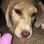 lucy🐶💕 - @lucy.lilly.conley - Instagram