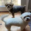 Lucy Chanel & Archie Cornelius - @lucy_archie2 - TikTok