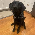 Lucy Corrigan - @adventuresoflablucy - Instagram