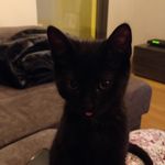 Lucy&Cotton_cats - @lucyfercotton - Instagram