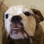 Lucy Crespo - @iloveslucytheenglishbulldog - Instagram