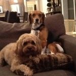 Lucy & Crosby - @lucy.and.crosby - Instagram