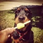 Lucy Crouch - @rottweiler_lucy - Instagram