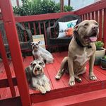 Capi,Lucy,&Dodger - @capi_lucy_dodger - Instagram