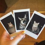 Lucy, Gigi, Dodge, & Cheddar - @aimeesmenagerie - Instagram