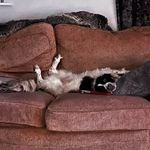 Lucy - @lucythedodge - Instagram