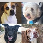 Chance, Lucy, Dooley & Aurora - @home_full_of_fur - Instagram