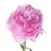 LucyDooleyI5838 - @lucydooleyi5838 - TikTok