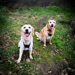 Lucy & Eden - @edenthegoldenpup - Instagram