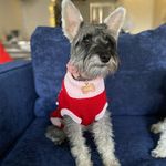 Lucy Erickson - @lucy_lu_theminischnauzer - Instagram