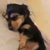 Lucy Esquivel - @lil_lucy_fur666 - TikTok