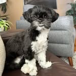 Lucy Everett - @the_pup_lucy - Instagram
