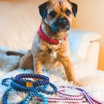 LUCY-FAIR Dog - @lucyfairdog - Instagram