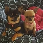 Lucy Farr And Friends - @lucyfarrthechiandfriends - Instagram