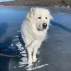 LucyFarr79 - @lucyfarr79 - TikTok