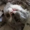 Lucyfarr - @lucyfarreal - TikTok