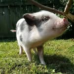 lucy fielder - @lucy.thepigg - Instagram