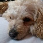 lucy finney santos - @lucy_the_dog_is_cute - Instagram