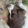 Lucy Pebbles Flood - @lulutsseb4s - TikTok