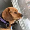 Lucy Foley - @lucydog200 - TikTok